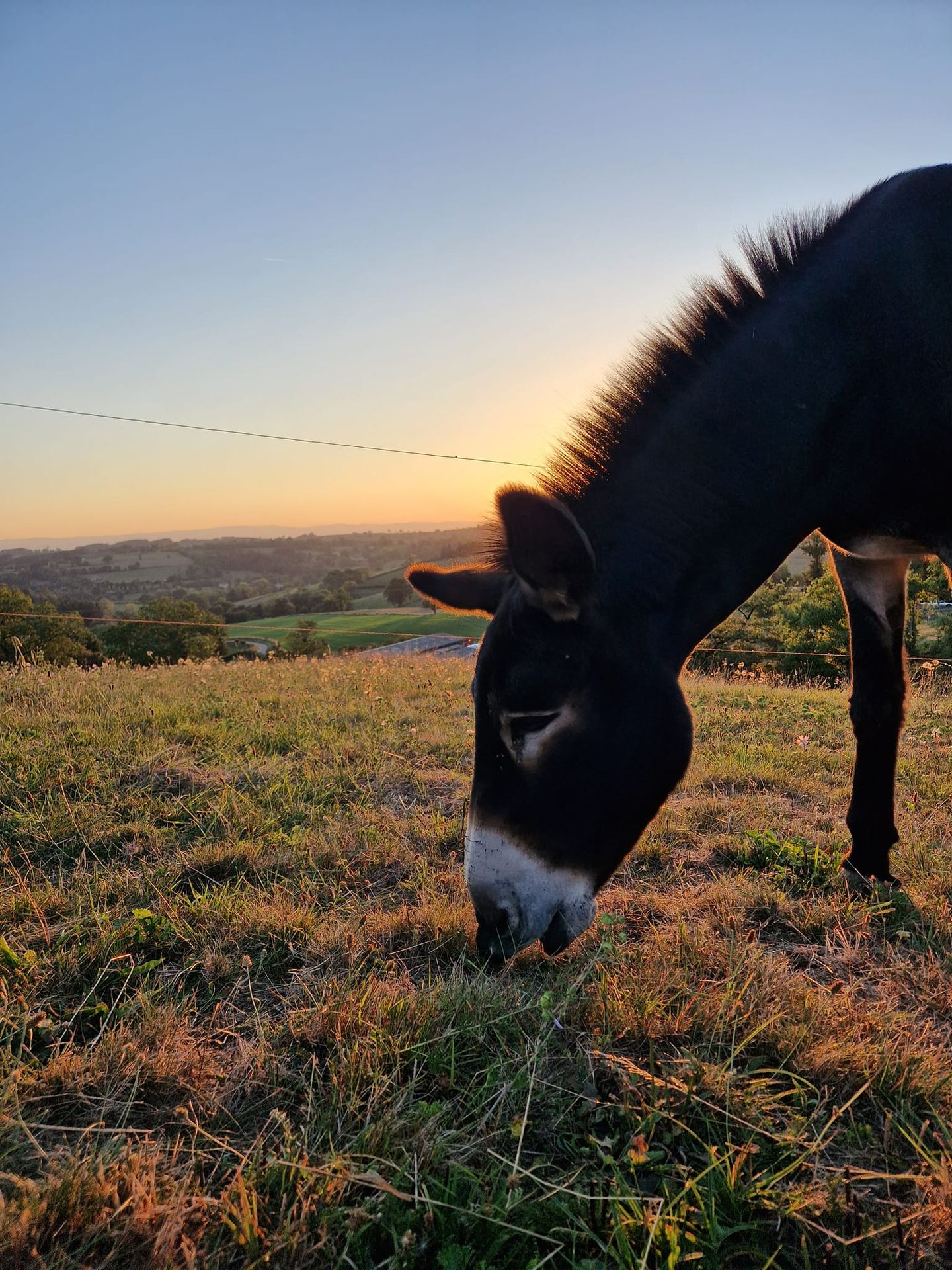 Bichette Producteurs de lait d'anesse dans la Loire