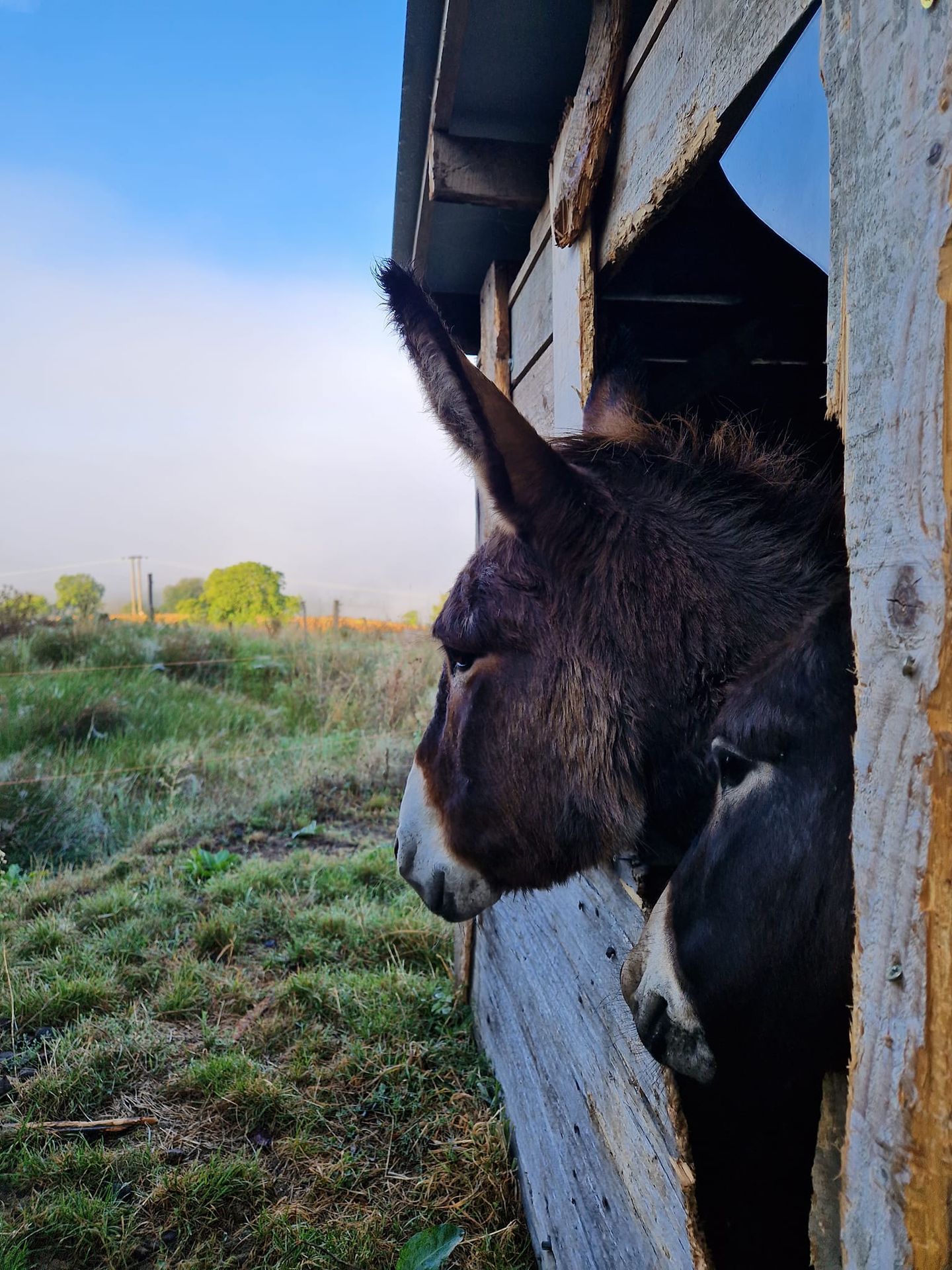 Gaïa et Masha Producteur de lait d'ânesse dans la Loire